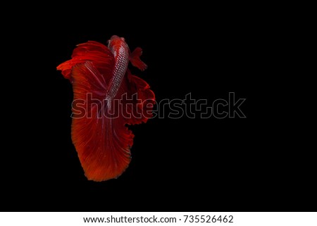 Capture move moment beautiful betta fish or Fighting fish on black background.