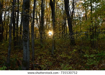Sun piercing the forest
