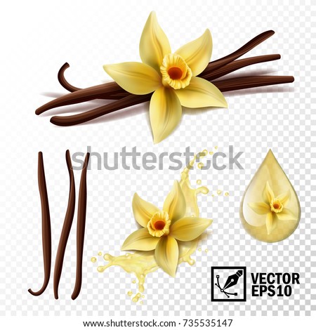 Realistic vector set of isolated elements (vanilla flower and pods or sticks, vanilla splash and drops) Royalty-Free Stock Photo #735535147