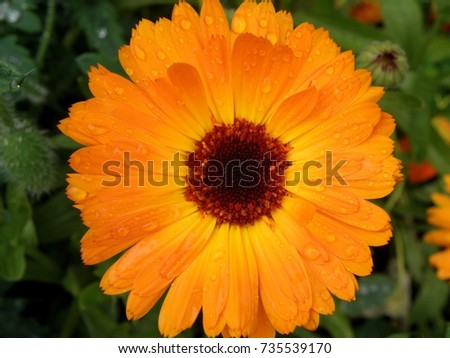 orange flower of calendula with dark middle after rain close up