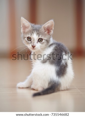 The kitten of a color, white with spots, sits having turned back.  