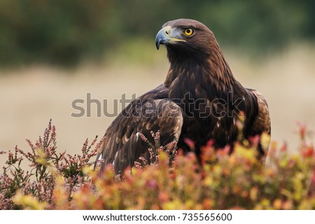 Golden eagle looking around. A majestic golden eagle takes in its surroundings from its spot amongst moorland vegetation. Royalty-Free Stock Photo #735565600