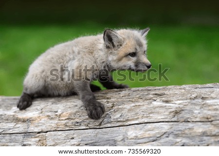 Close up fox cub in grass