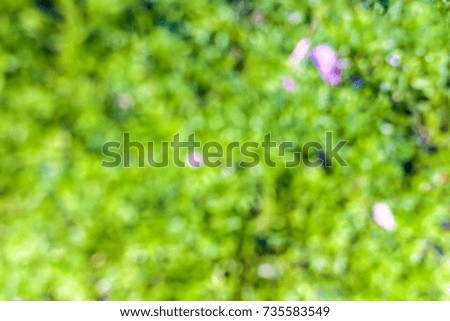 blurred background of green grass. natural bokeh.