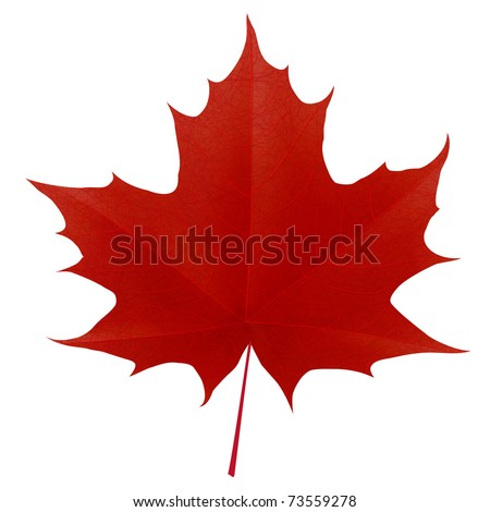 Realistic red maple leaf isolated on white background. Vector eps10 illustration Royalty-Free Stock Photo #73559278