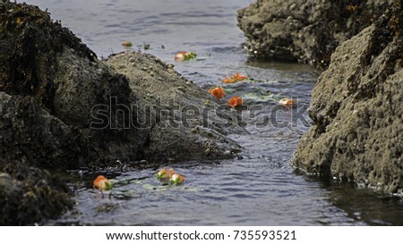 roses on water