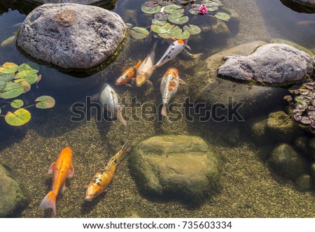 Decorative fish swim in pond with water lilies. Sunny day