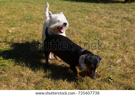 Little black dachshund and west highland white terrier playing on a backyard