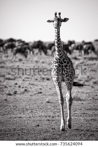 A lone solitary giraffe walks toward viewer with wildebeest in background in sepia