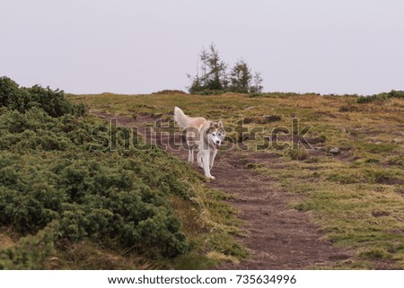 Siberian huky dog in forest outdoors, laika, wolfdog 