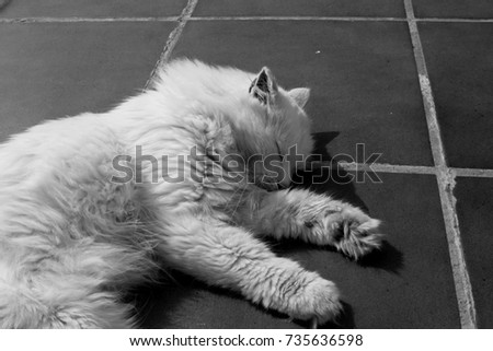 Turkish Angora. White cat. A seventeen-year-old cat relaxes and enjoys life. Black and White.