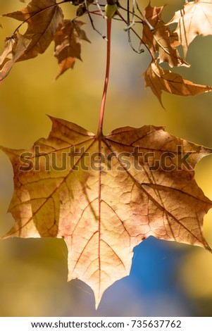 Close up of an autumn leave with de-focused background