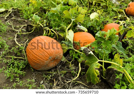 Pumpking picking for thanksgiving day upstate New York at the farm
