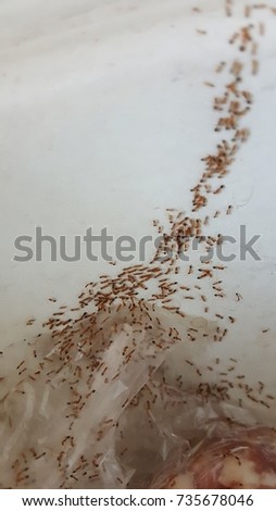 Ants crawl on fresh meat and  infestation in the kitchen 