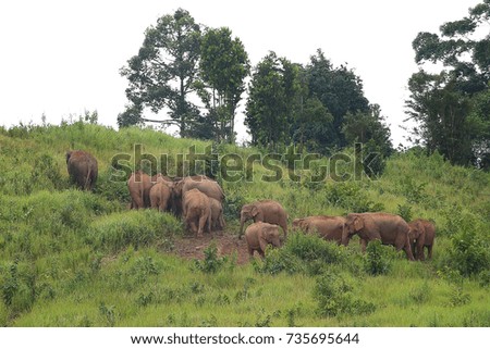 The wide elephant working life in Khao yai national park of Thailand