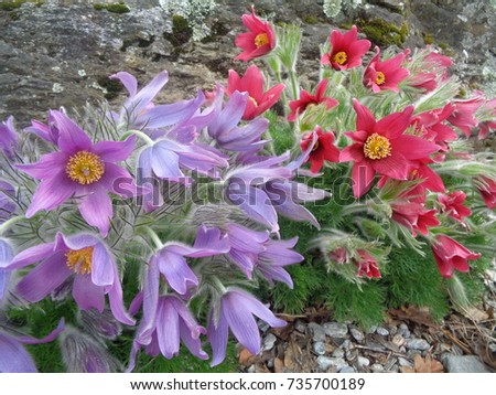 Beautiful colorful flowers in springtime
