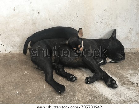 French Bulldog and Chihuahua dog hug and spend their time together, such coach such brother, couple of cute dog.
