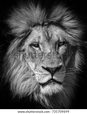 Black and white head shot of a lion and mane.