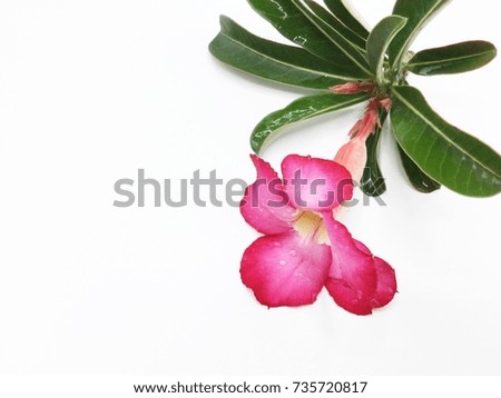 Azalea flowers on a white background