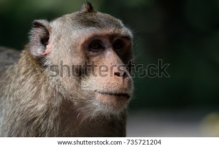 Monkey picture