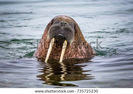 Female walrus looks at camera