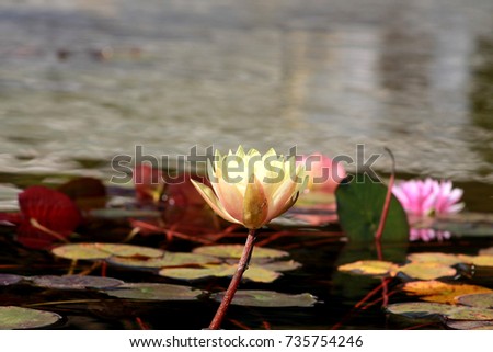 Flowers in the lake