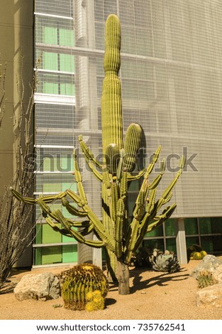 Various cacti including saguaro and barrel cactus in front of a building facade in sunshine