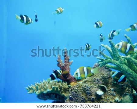 fish with coral (blur effect from camera)