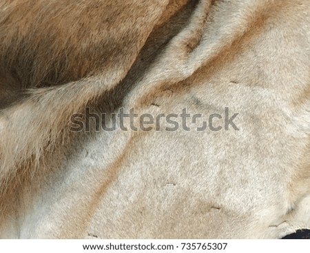 Tiger  fur texture background