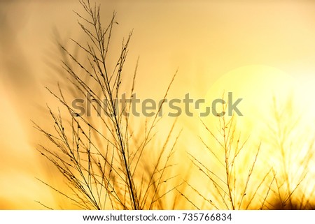 silhouettes beautiful grass  flower with sunset