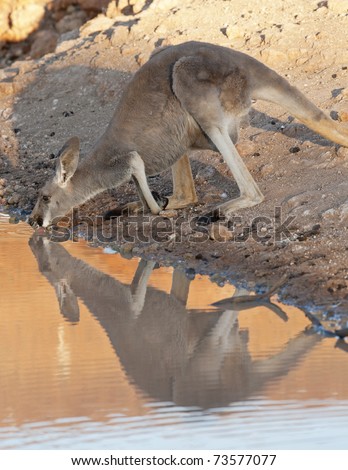 Sturt National Park New South Wales Australia  kangaroos drinking at a waterhole