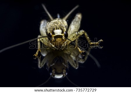 House cricket (Acheta domestica) with reflection on black background