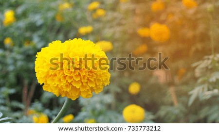 sunlight Marigold or Calendula flower beautiful of garden