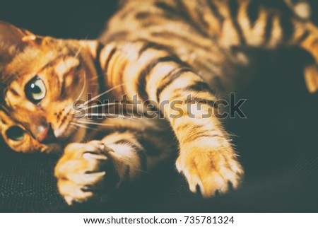 Bengal cat playing on the armchair