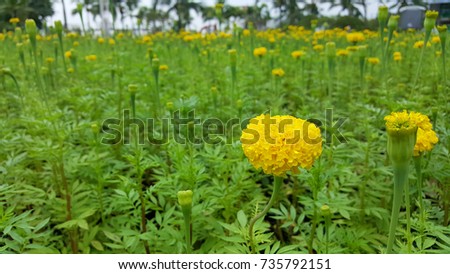 Marigold flower in the garden.
