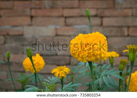 close-up beautiful marigold flowers in the garden and walls made of brick  background 