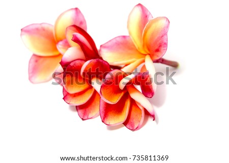 Pink Plumeria (Frangipani) Flower Isolated on White Background Great For Any Use.