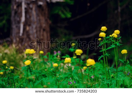 Buttercup flower background - a yellow wildflower