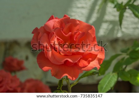 Beautiful red rose flower closeup.