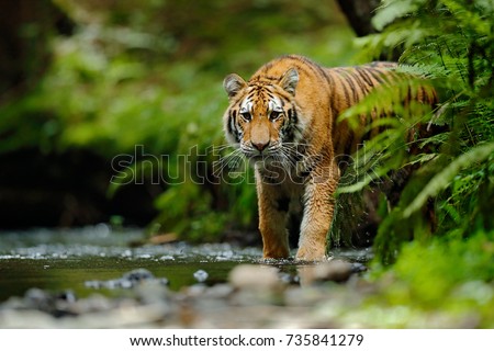Amur tiger walking in river water. Dangerous animal in tajga, Russia. Animal in green forest stream. Royalty-Free Stock Photo #735841279
