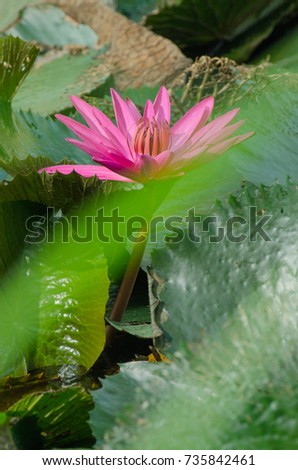 Lotus of Thailand is a beautiful species. Bloom in the early morning sun light.