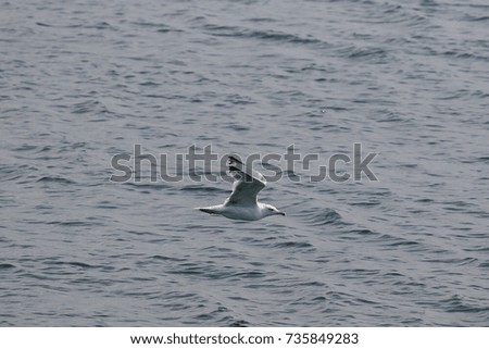 Single seagull flying.Nice sea view.