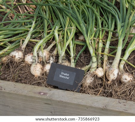 Identification Label for Shallot 'Blanche' (Allium cepa) Drying on an Allotment in a Vegetable Garden in Rural Devon, England, UK
