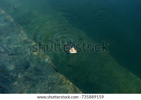 Small fish eating bread in the green water fountain