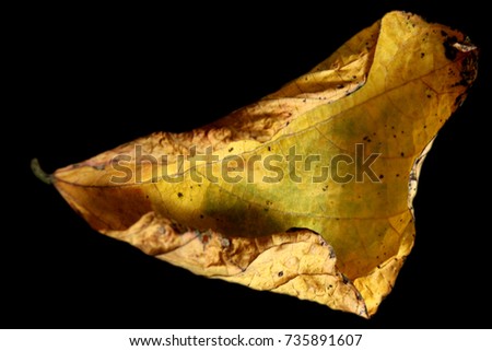 Dead leaf isolated