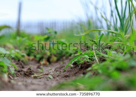 A close up of a single sprout amongst garden beds in a private garden with fruits berries and vegetables growing for vegetarians in summer and spring
