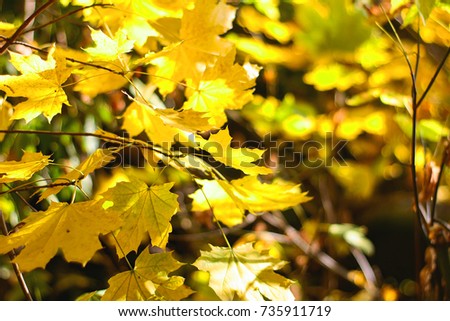 bright autumn leaves