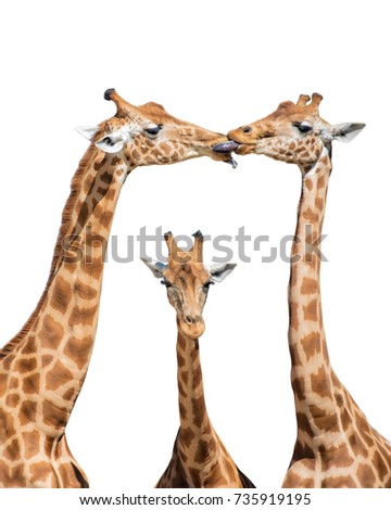 Three funny giraffes isolated on white background