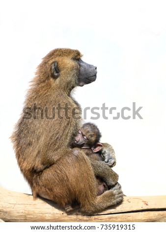 Female baboon holding her sleeping baby child isolated on white background