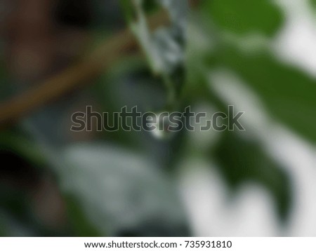 Abstract background from Blurry picture of rain drops on green leave  